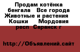 Продам котёнка бенгала - Все города Животные и растения » Кошки   . Мордовия респ.,Саранск г.